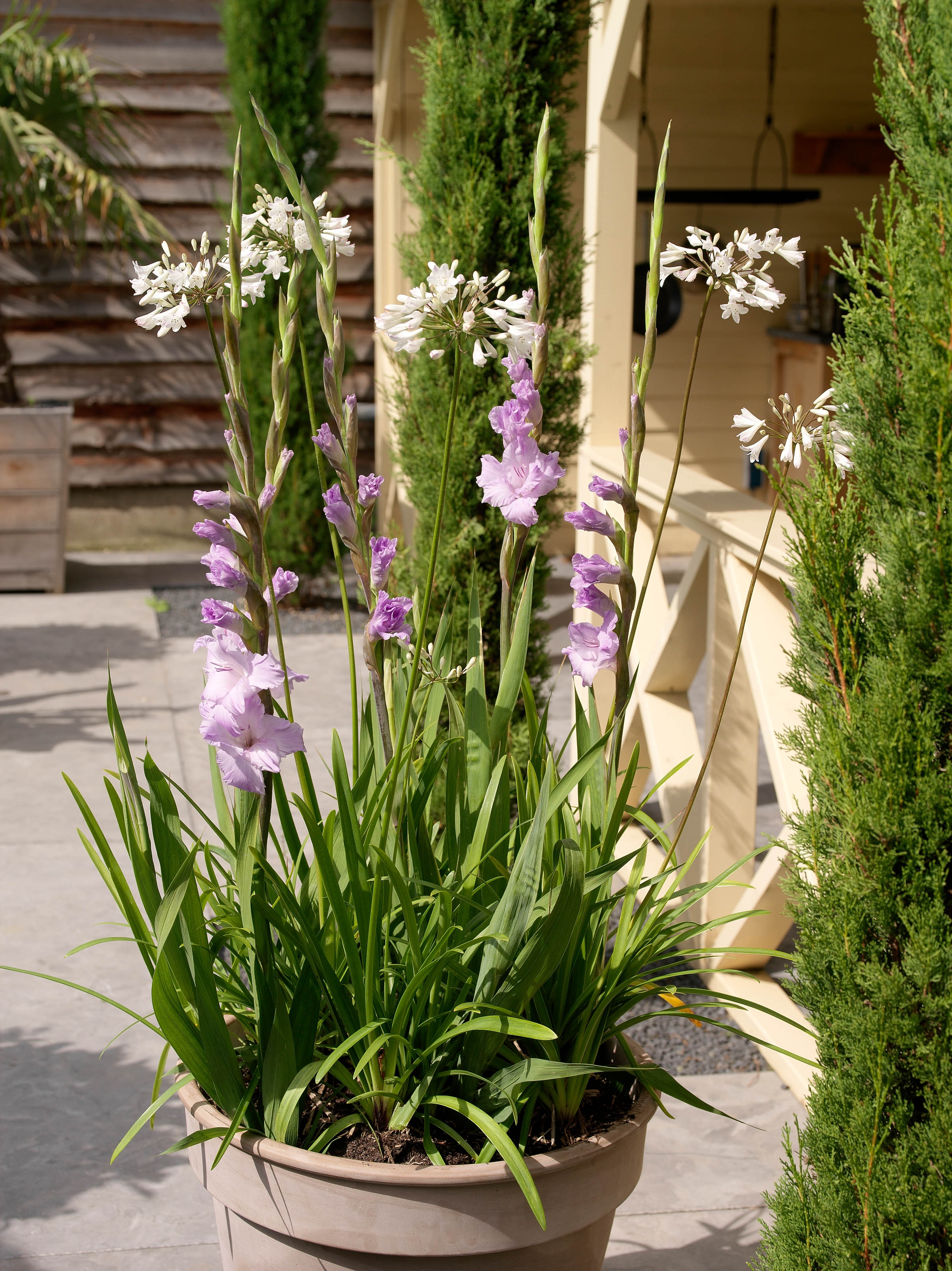 Gladious og Agapanthus i krukke