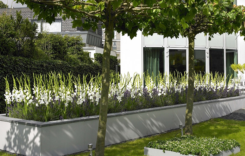 Gladiolus blandt lavendler