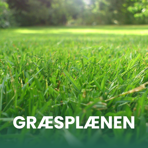 N&aelig;rbillede af gr&aelig;sstr&aring; 