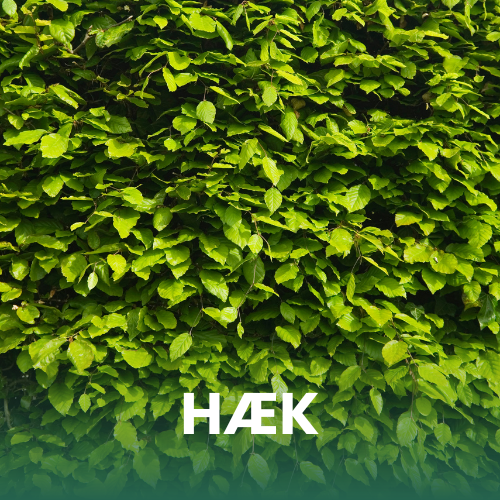 N&aelig;rbillede af en b&oslash;geh&aelig;k