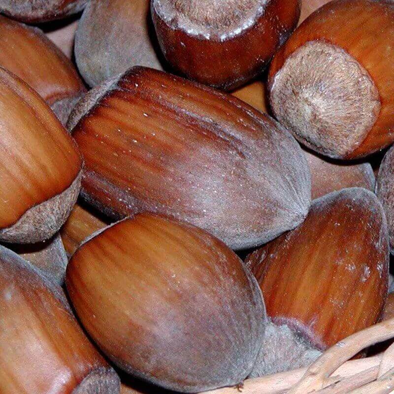 Hassel (Corylus avellana 'Lambert Filbert')