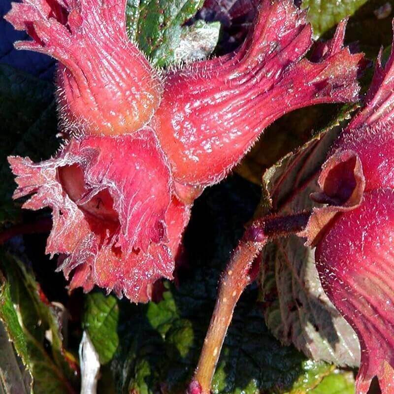 Hassel (Corylus avellana 'Rode Zellernoot')