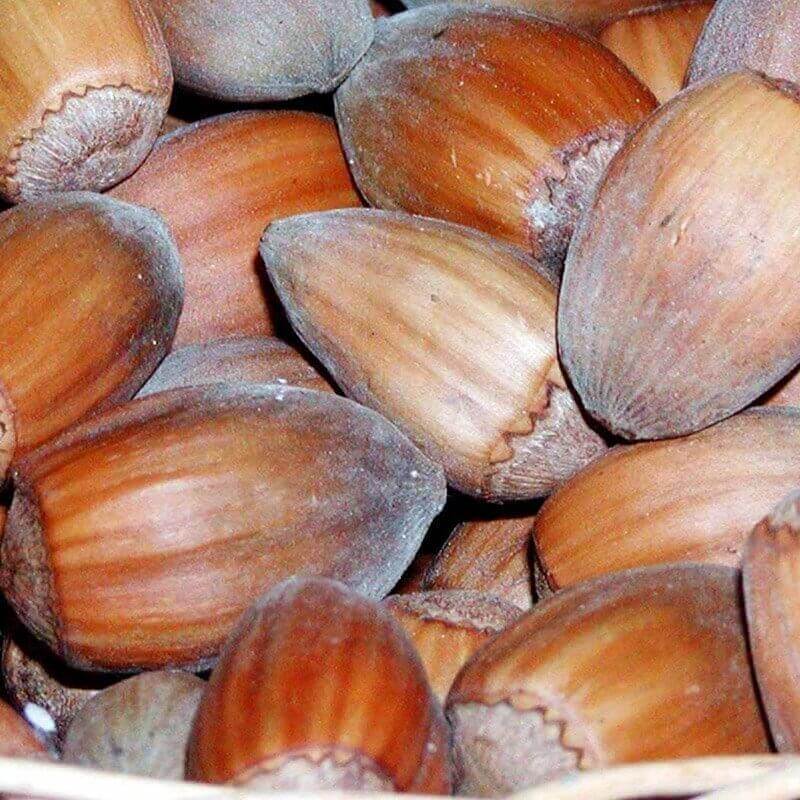 HASSEL (CORYLUS AVELLANA 'ZELLERNØD')