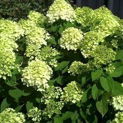 Hydrangea paniculata 'Little Lime'