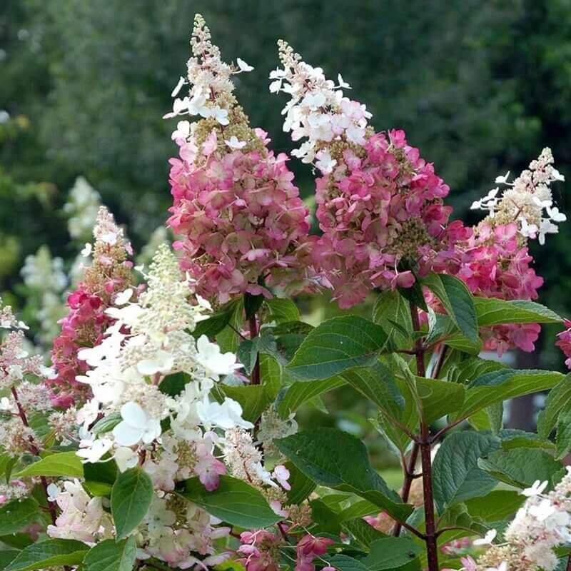 Hydrangea paniculata 'Pinky Winky'