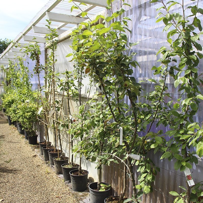 Espalierede frugttræer