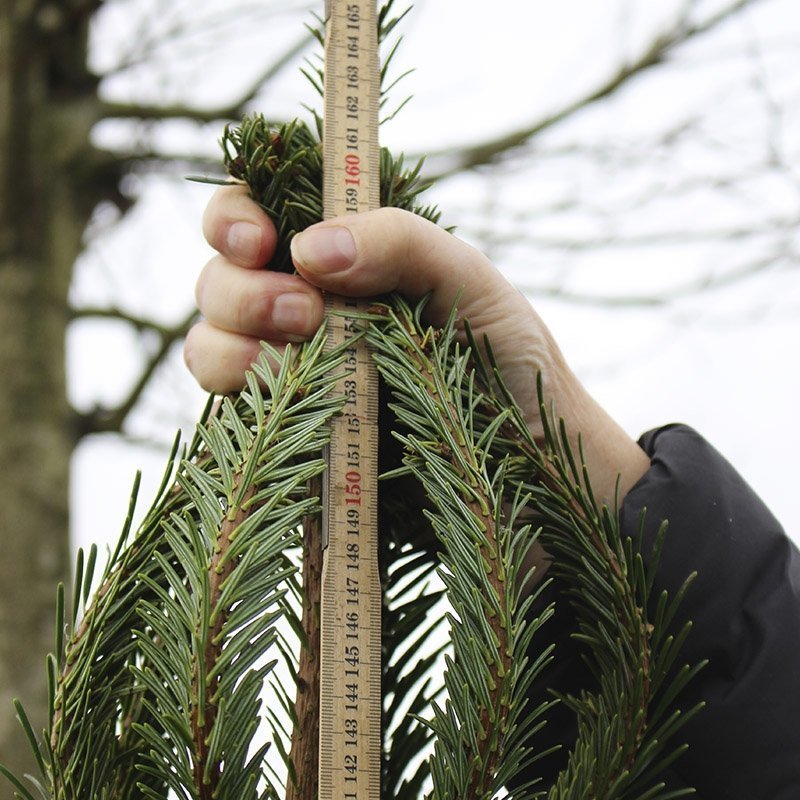 Grenkransen p&aring; et juletr&aelig;