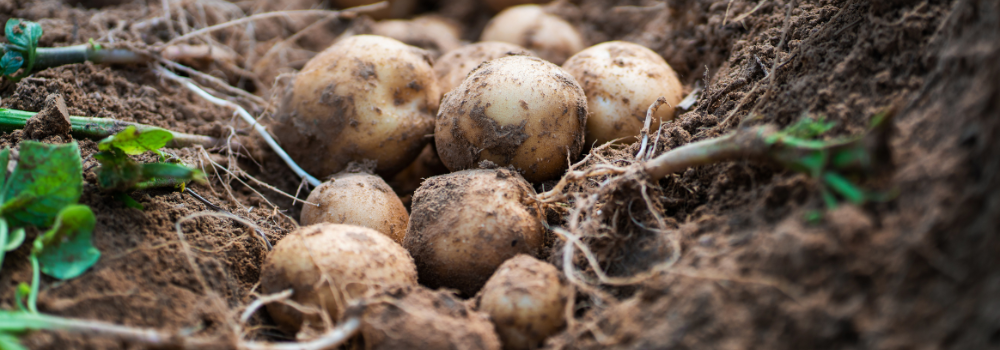 Billeder af kartofler p&aring; en kartoffelmark