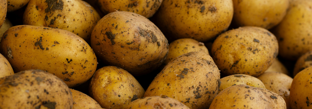 Billeder af kartofler p&aring; en kartoffelmark