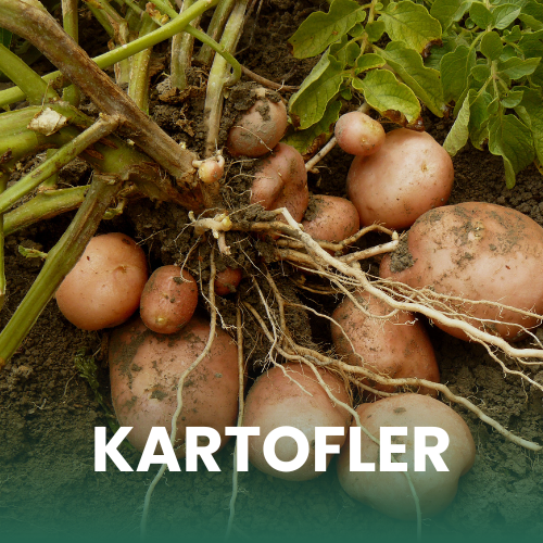 Billede af kartofler p&aring; marken