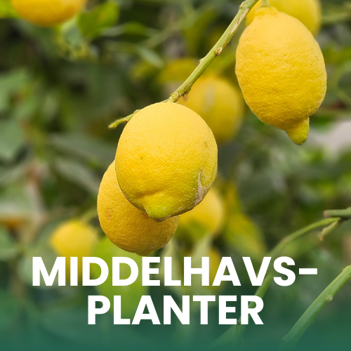 Billede af modne citrusfrugter p&aring; citrontr&aelig;