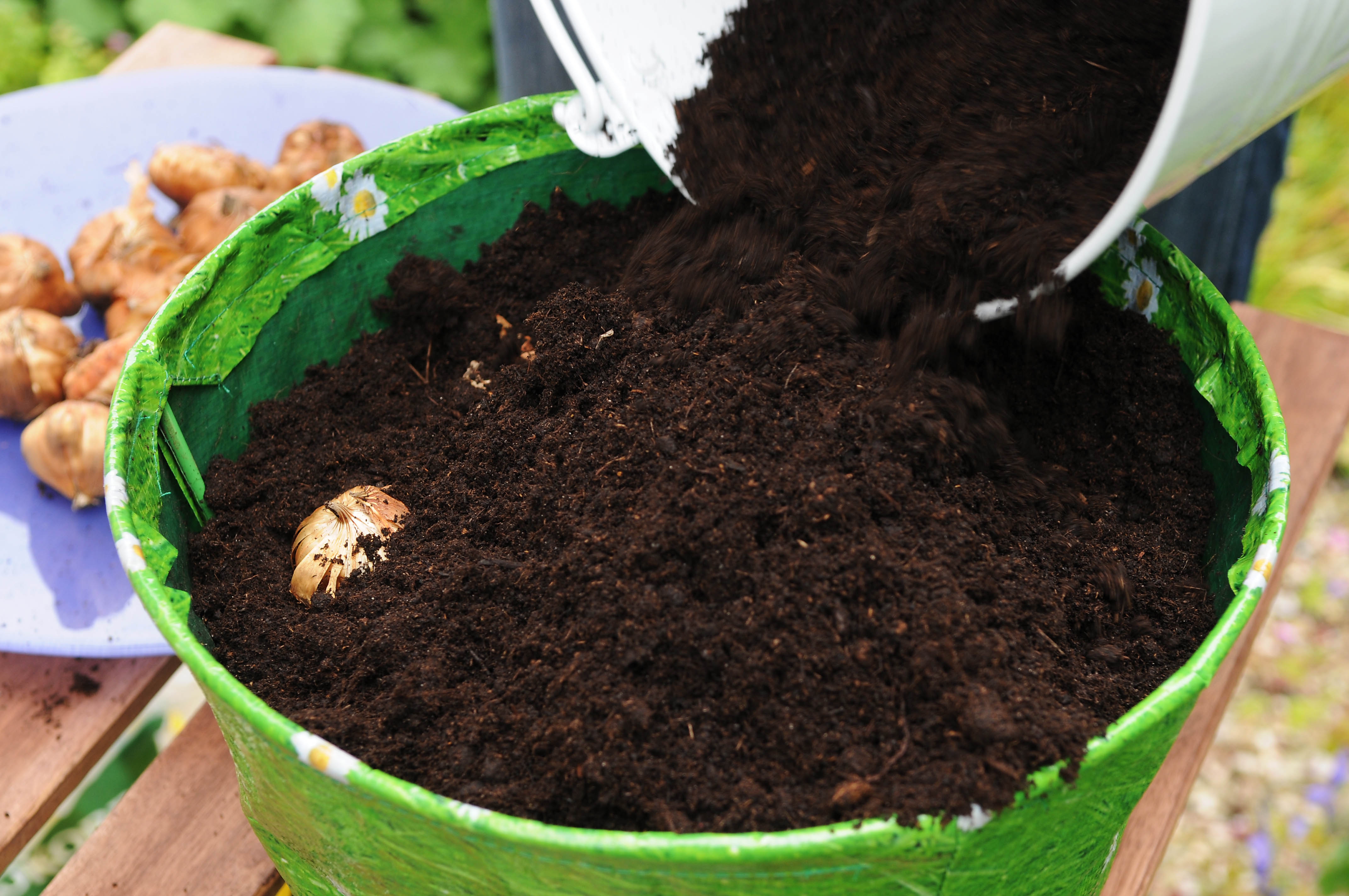 Plantning af løg i krukker