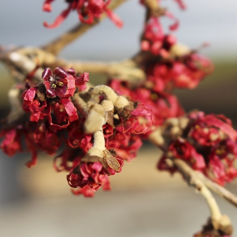 TROLDNØD (HAMAMELIS INTERMEDIA 'DIANE')
