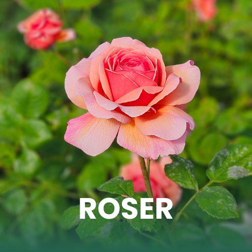 N&aelig;rbillede af rose i blomst