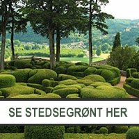 Udvalg af stedsegrønt hos Jespers Planteskole