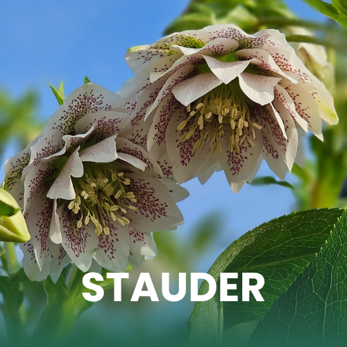 N&aelig;rbillede af Helleborus 'Cinderella'