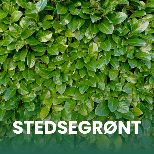 N&aelig;rbillede af laurb&aelig;rkirseb&aelig;rh&aelig;k 