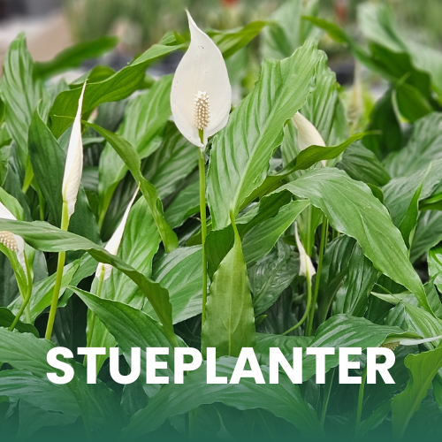 Billede af en fredslilje stueplante i blomst