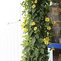 Susanne med det sorte øje