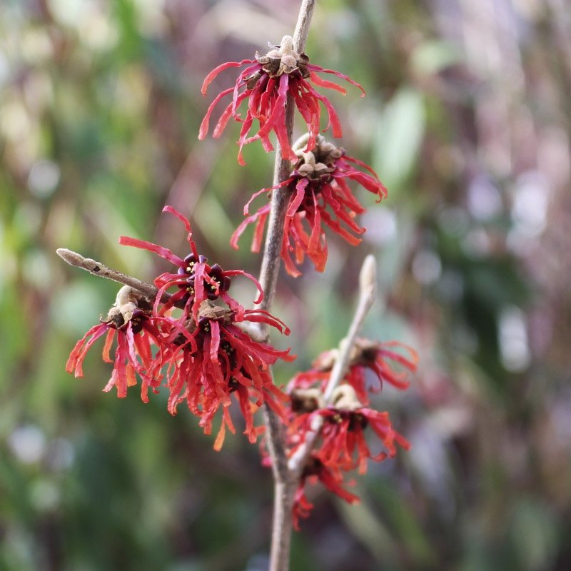 TROLDNØD (HAMAMELIS INTERMEDIA 'RUBY GLOW')