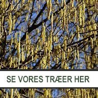 Udvalg af træer hos Jespers Planteskole