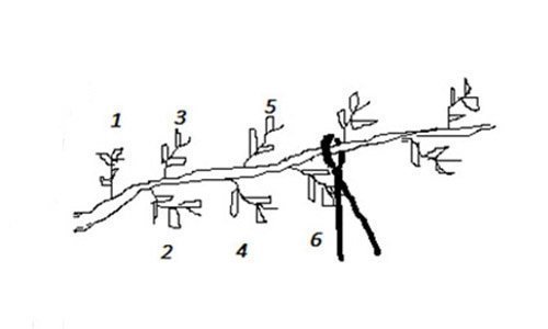 Beskæring af Blåregn efter blomstringen