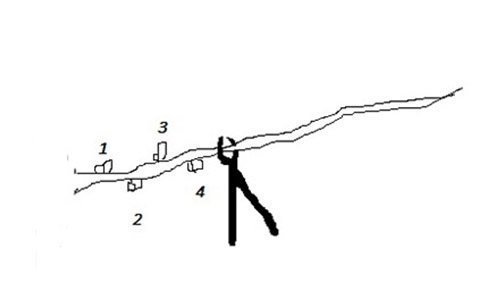 Beskæring af Blåregn i starten af året