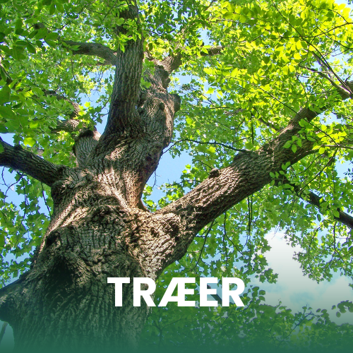 Billede af et egetr&aelig; med udsprungne blade