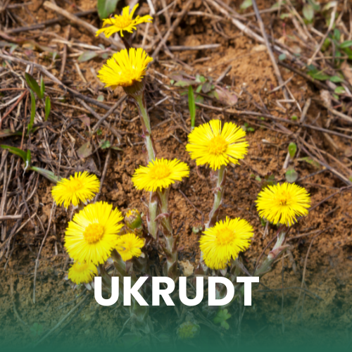 N&aelig;rbillede af ukrudtet f&oslash;lfod