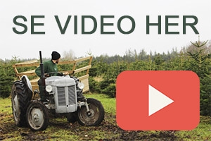 Egenproduktion af juletræer