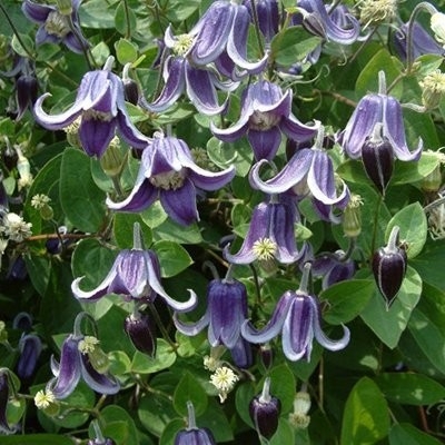 KLEMATIS (CLEMATIS 'FASCINATION')