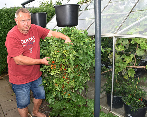 Aage med sine tomater på 'hovedet'