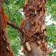 Acer griseum bark