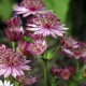 ASTRANTIA ROSENSINFONIE