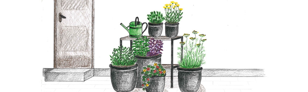 Dyrk dine egne krydderurter i krukker