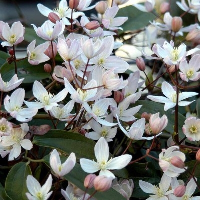 CLEMATIS ARMANDII 'APPLE BLOSSOM'