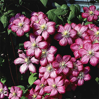 KLEMATIS (CLEMATIS 'FREEDOM')