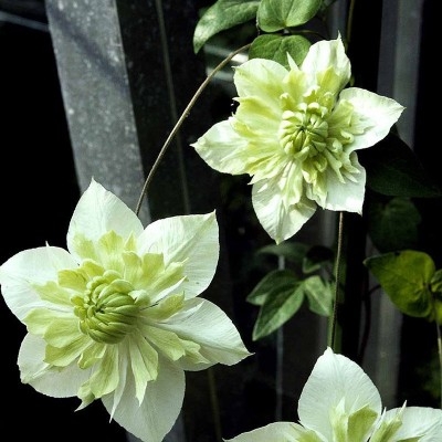 CLEMATIS FLORIDA 'ALBA PLENA'