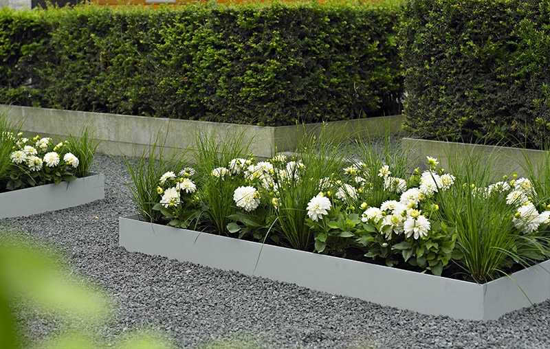 Dahlia bland græsser i højbede