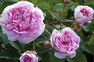 Dronningen af danmark