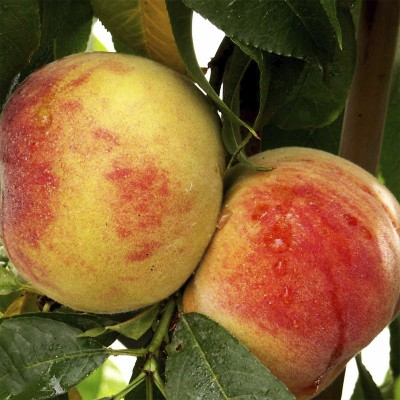 FERSKENTRÆ (PRUNUS PERSICA 'FROST') 