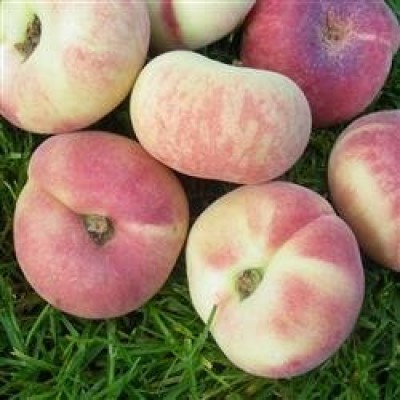 FERSKENTRÆ (PRUNUS PERSICA 'SATURN')