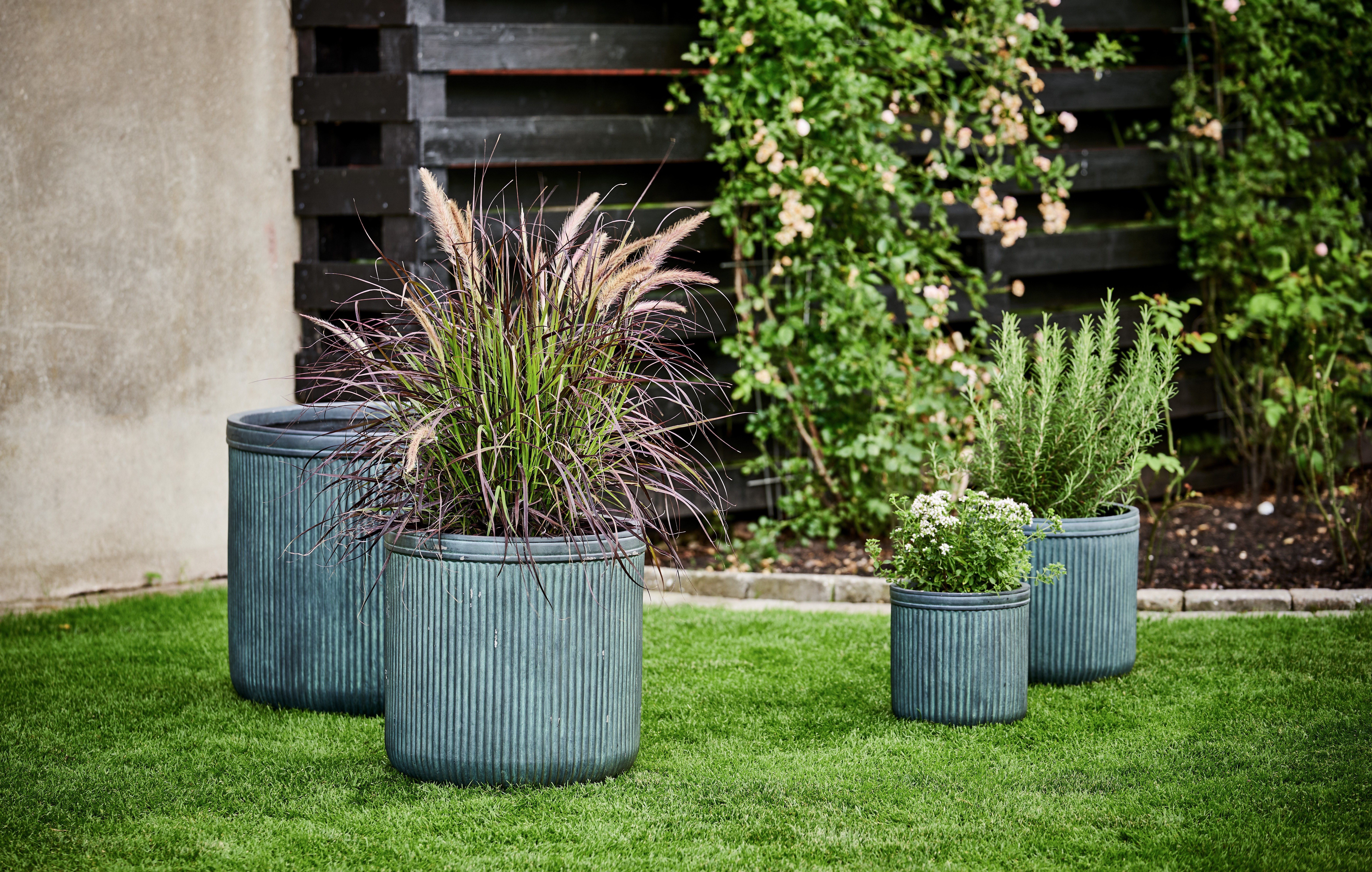 Græs og krydderurter i krukke