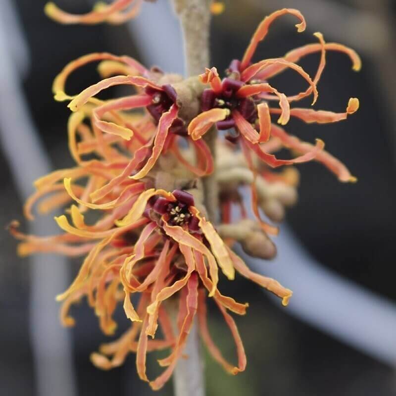 Troldnød Orange Beauty