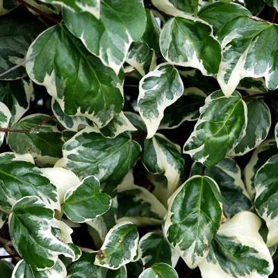 Efeu Glorie de marengo