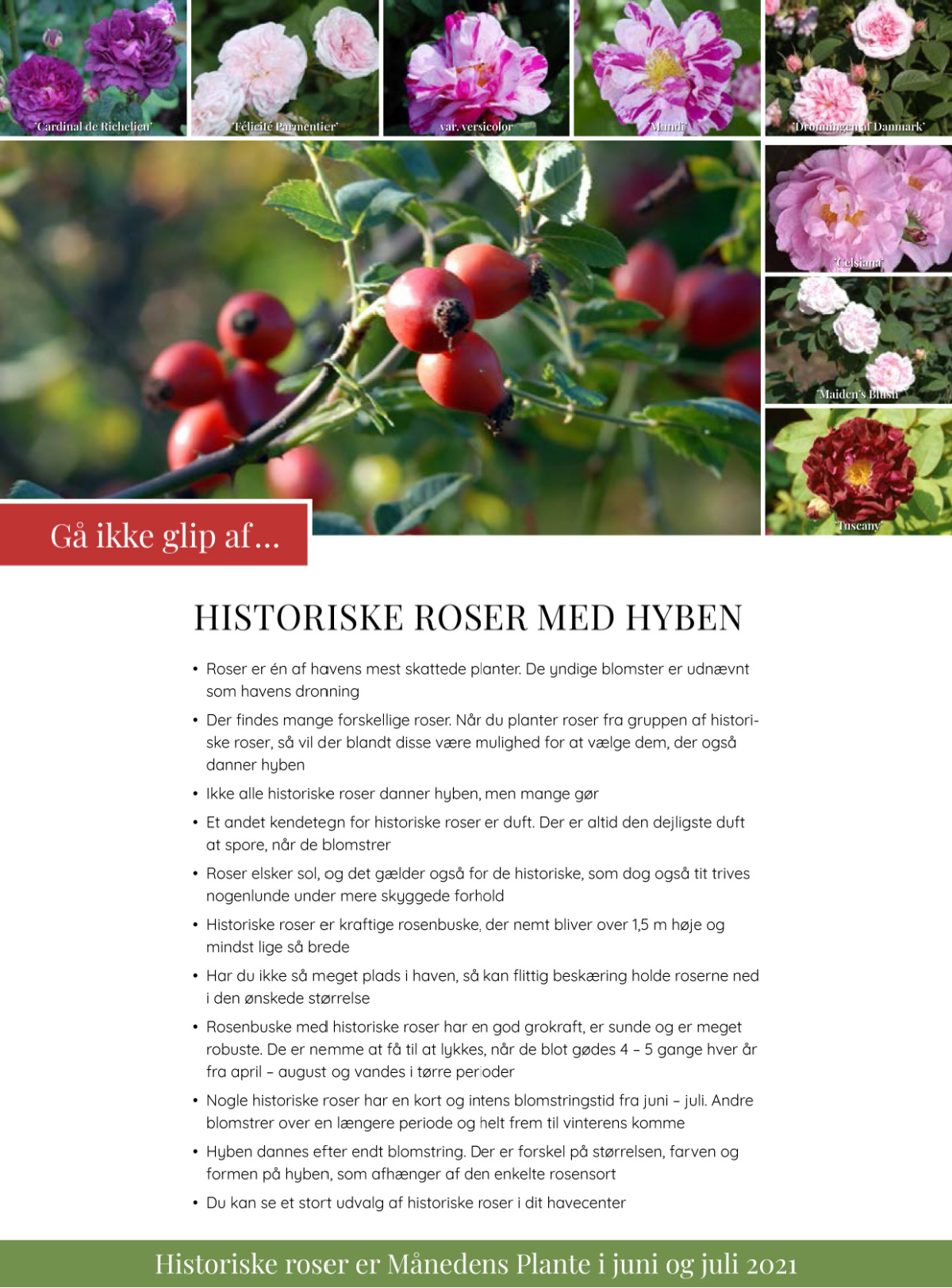 Historiske roser med hyben