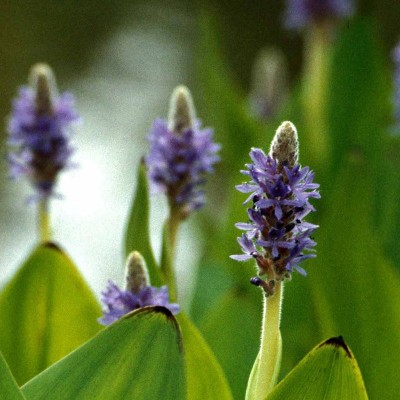 HJERTE VANDKÆRTE (PONTEDERIA CORDATA)