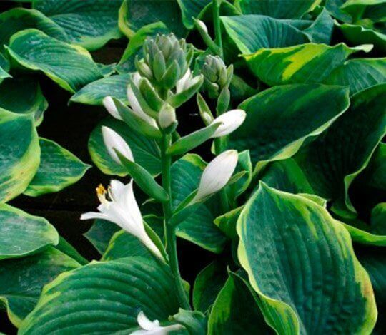 hosta staude
