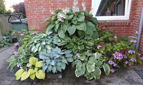 Hosta i krukker