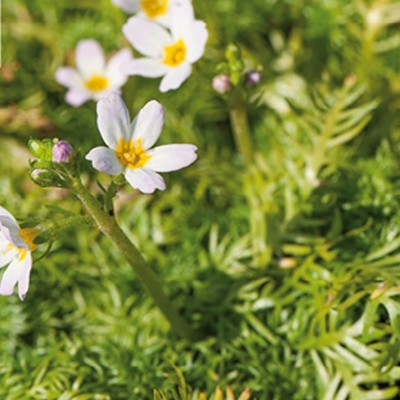 VANDRØLLIKE (HOTTONIA PALUSTRIS)